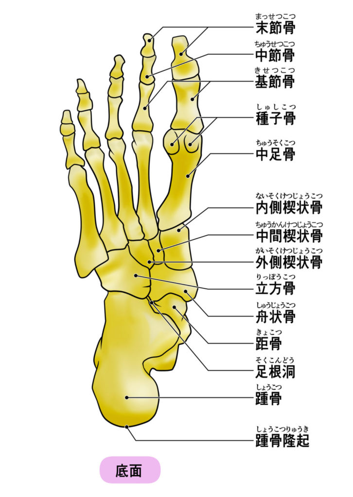 足部、足趾骨格
