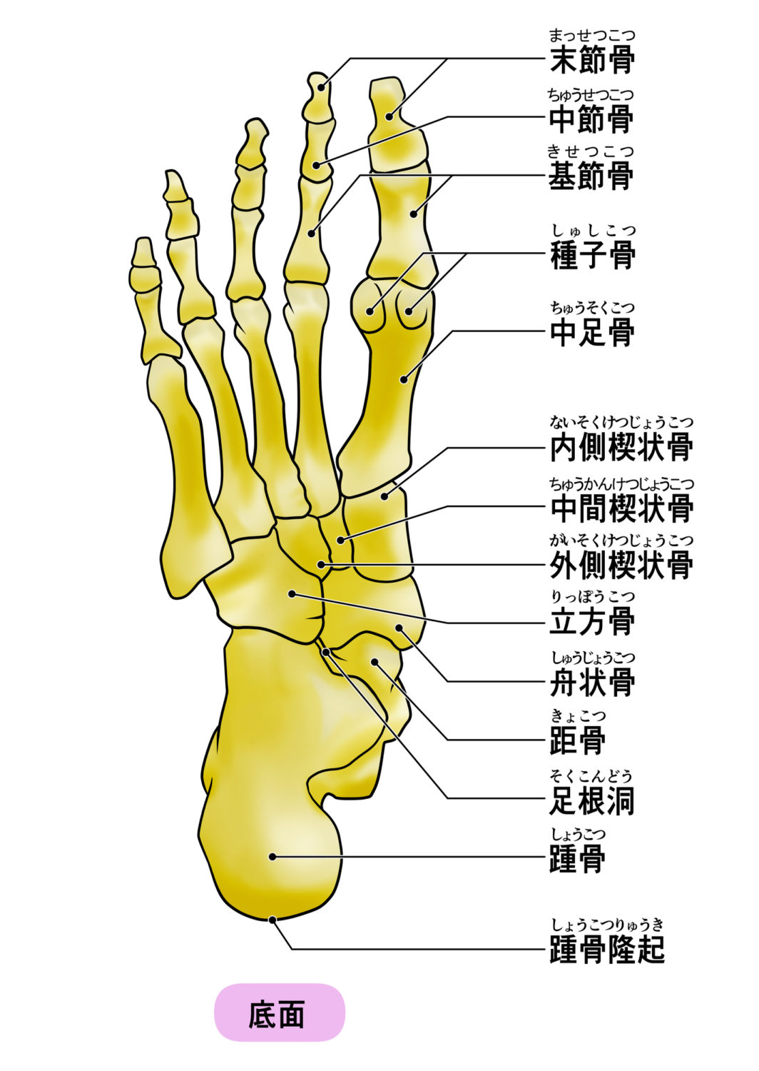 足部、足趾骨格