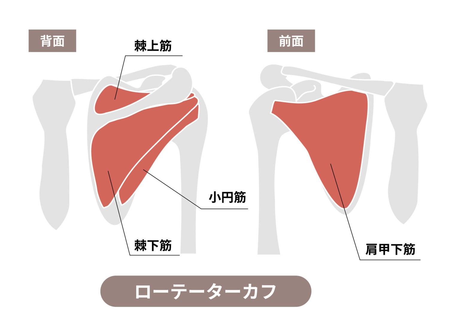腱板