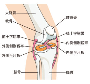 膝関節構造