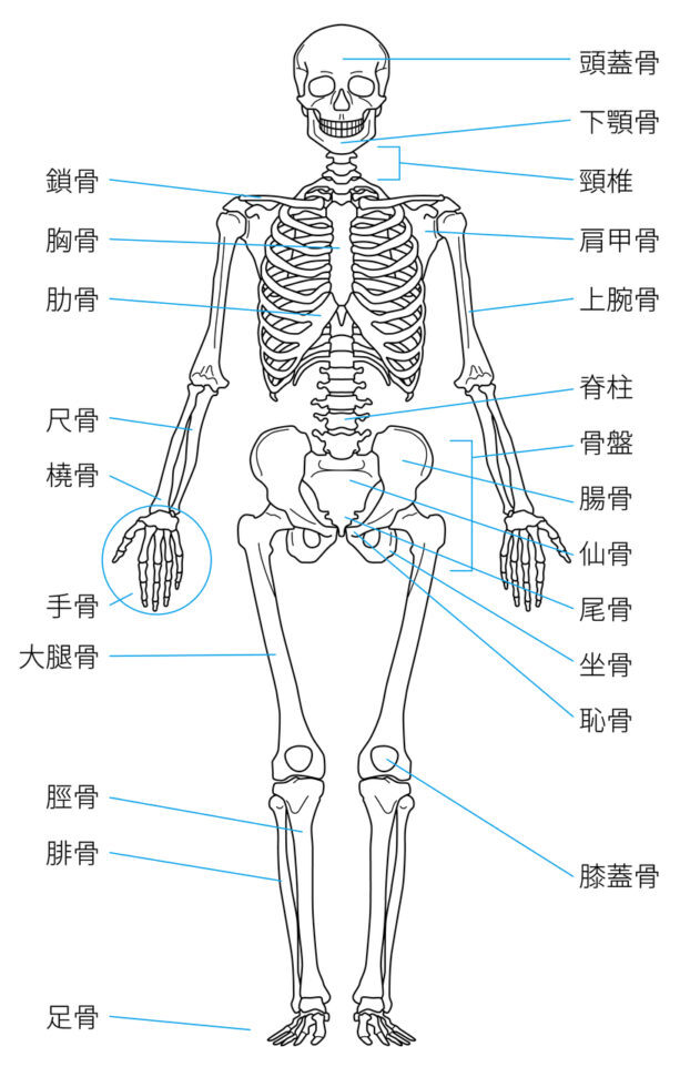 全身骨格
