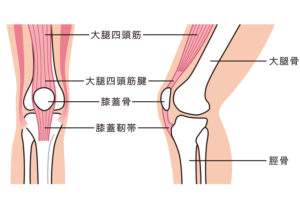 膝蓋骨周辺の筋肉