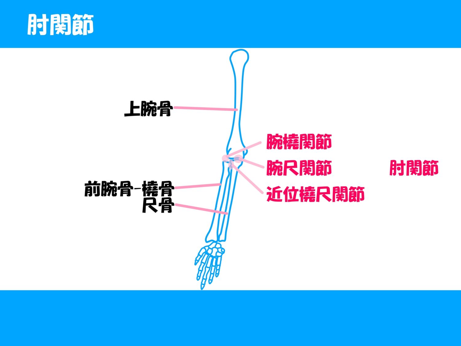 前腕骨骨折について|医師監修記事・後遺障害専門の弁護士法人小杉法律事務所 | 【慰謝料請求に強い】交通事故後遺障害被害専門の弁護士相談